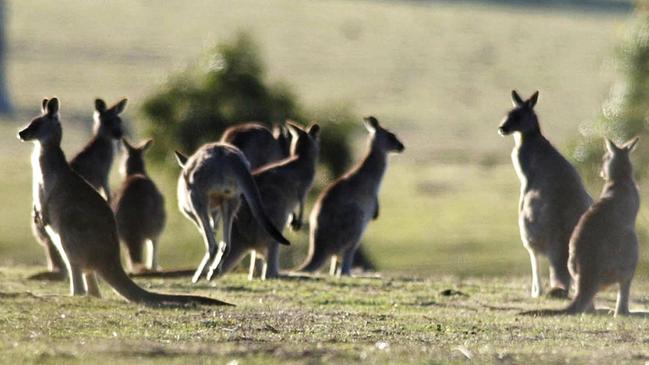 Generic photo: The man has been charged over the alleged mutilation of a kangaroo near Lithgow. Picture: AAP