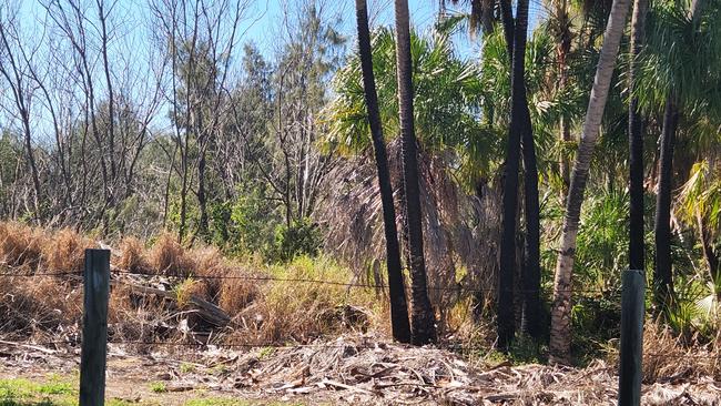 Vegetation along The Esplanade at Kinka Beach, Yeppoon, on July 7, 2022.