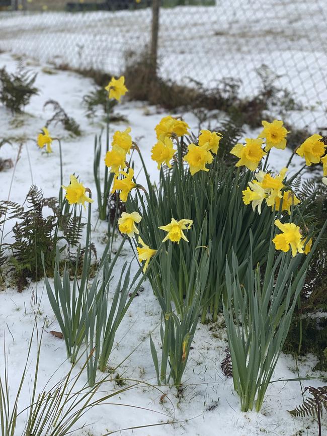 Daffodils in the snow at Pedder Wilderness Lodge: Saturday, September 25, 2021. Photo: Cas Garvey