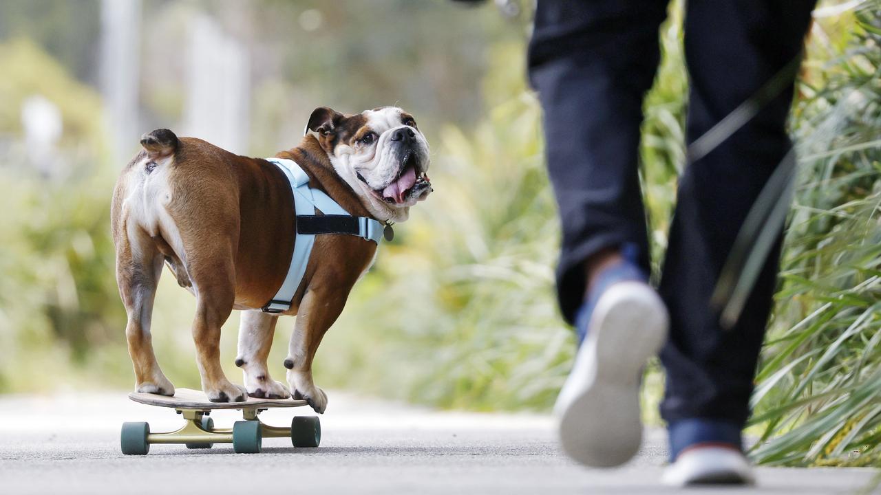 Giotto the skateboarding bulldog with owner Greg Denaro. Picture: Sam Ruttyn