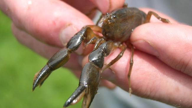 The threatened burrowing crayfish species Engaeus granulatus held by Jim Nelson of Central North Field Naturalists