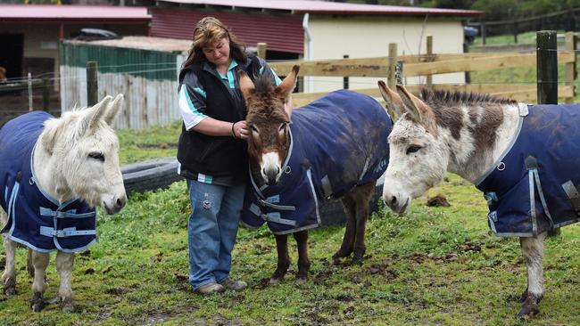 Ms Kubrak believes the donkey was stolen, because it was found dead 4km away at Glenbrae. Picture: Steve Tanner