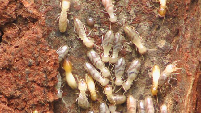 Pest controller Ian King said termites were blind and would keep burrowing until they found their food.