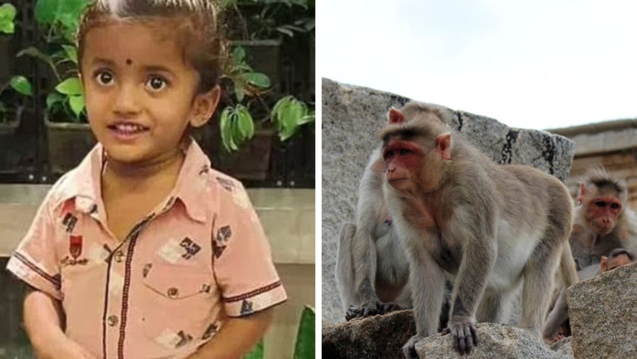 A three-year-old boy has died after a boulder, allegedly pushed by a monkey, fell on him. Pictures: telenganatoday/iStock