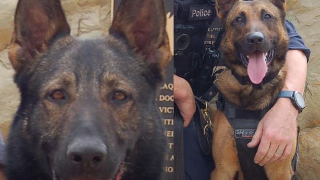 Police dogs Hunter and Mauser helped in the arrests of two men in separate incidents involving an allegedly stolen bike and an allegedly stolen 4WD within two hours. Pictures: Supplied.