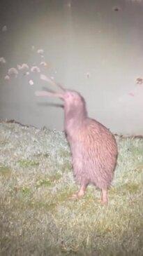 This kiwi bird could sound close to a terrifying dinosaur