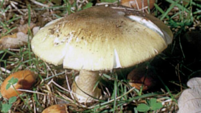 Death cap mushrooms are believed to kill about 100 people annually across the world.