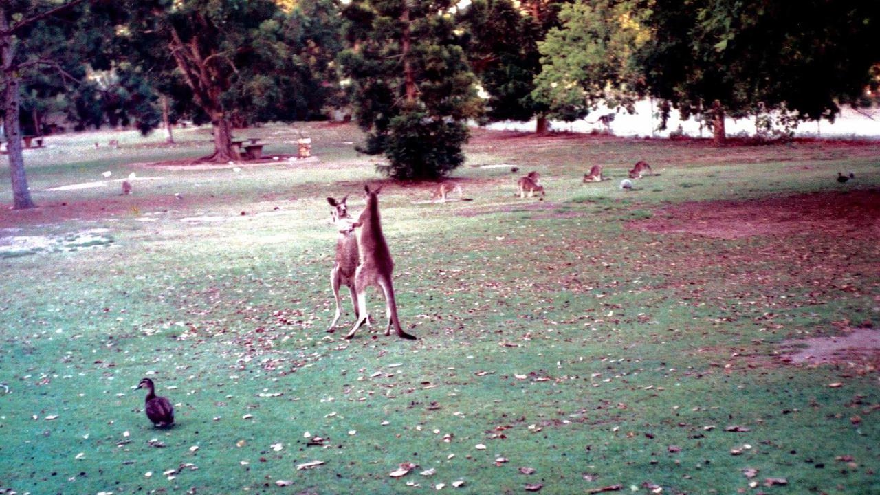 Boxing kangaroos in the picnic area at the former Bunya Park Wildlife Sanctuary in 1985. Photo: Remembering Bunya Park