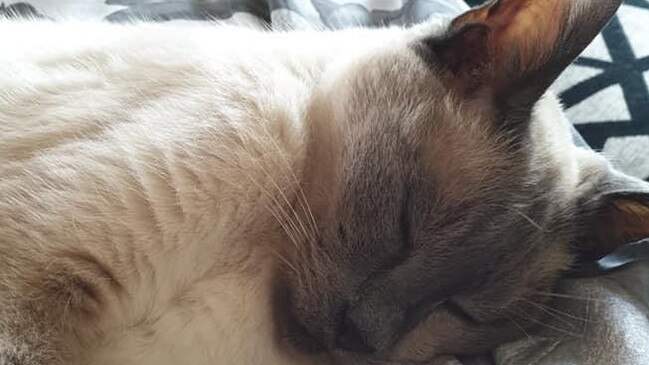 Justin Paiaro's pet cat Cola, died when his home was ransacked in August.