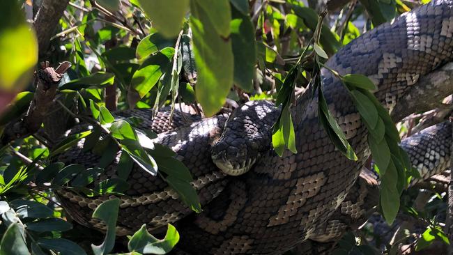 The coastal carpet Python. Photo – OzCapture snake relocation.