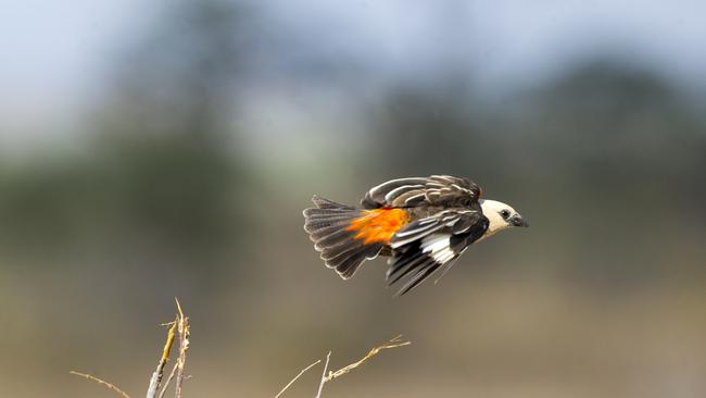 A white headed buffalo weaver, one of two species of buffalo weaver found in Africa.