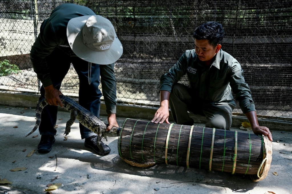 ‘We will preserve them’: saving Cambodia’s crocodiles