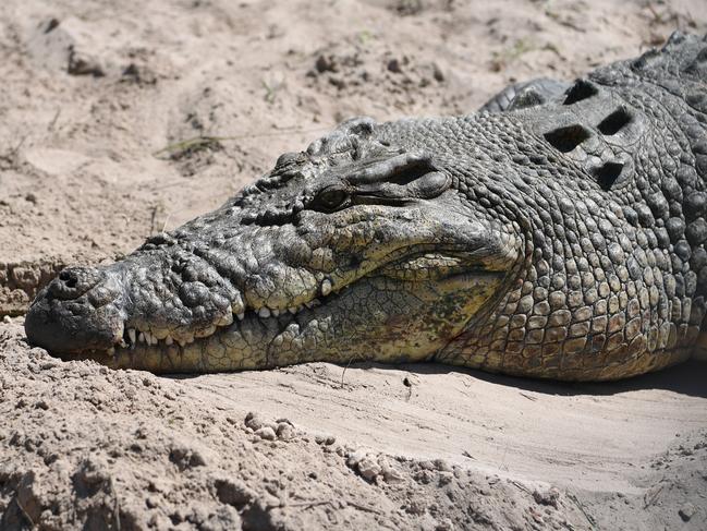 Koorana Crocodile Farm staff release Rocky 2 into his new pen.