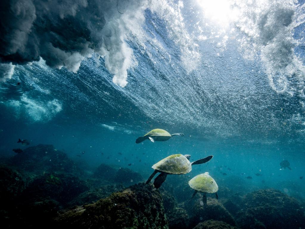 Diving with green sea turtles off Cook Island, northern NSW | news.com ...