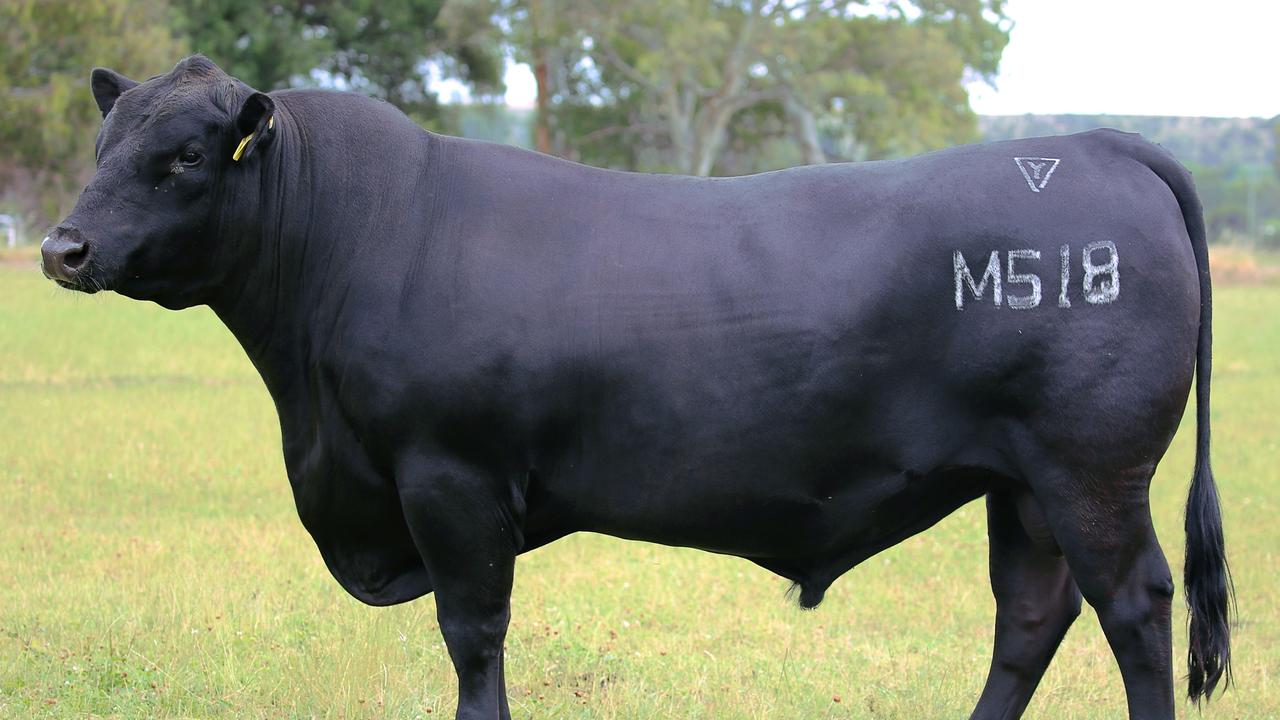 Top Angus bulls Australia’ best sires The Courier Mail