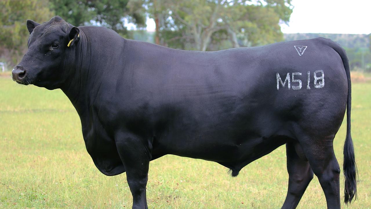 Top Angus bulls Australia’ best sires The Weekly Times