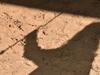 Police fine with bail for alleged child sexual offender in tourist region