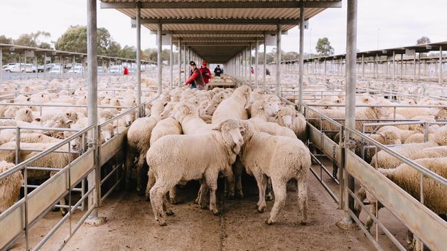 Sheep slaughter rates have dropped recently as lamb prices continue to lift. Photo by Chloe Smith.