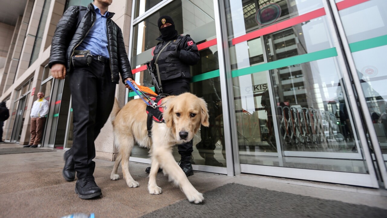 Charity warns against distracting guide dogs