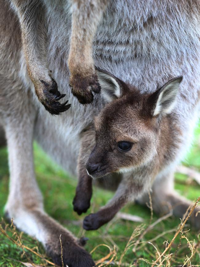 A joey peeks out of her mother’s pouch. Picture: Dean Martin