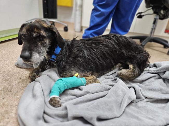 Atticus has exceeded the expectations of vets during his recovery. Picture: Lost dogs home