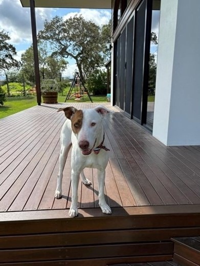 Indie, a two-year-old mixed breed, is available for adoption through Remote Animal Assistance, FNQ branch.