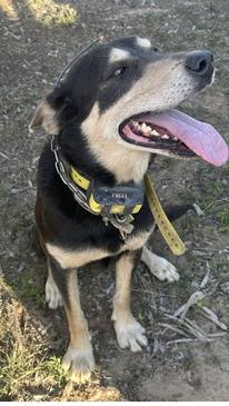 Is this Australia's hardest working dog?