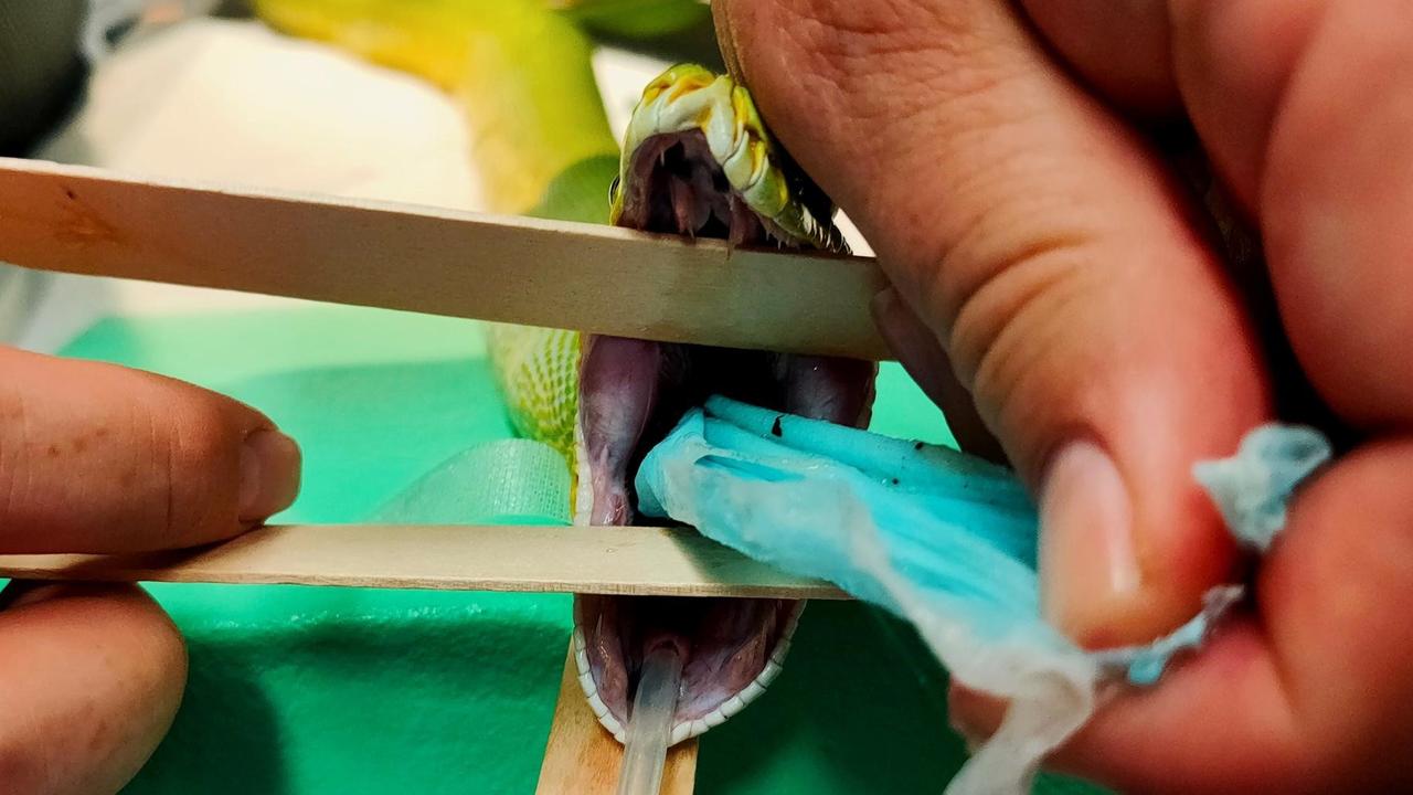 Vets from the University of Queensland's Gatton animal hospital made a shocking discovery after pet snake Gloria swallowed a foreign object.