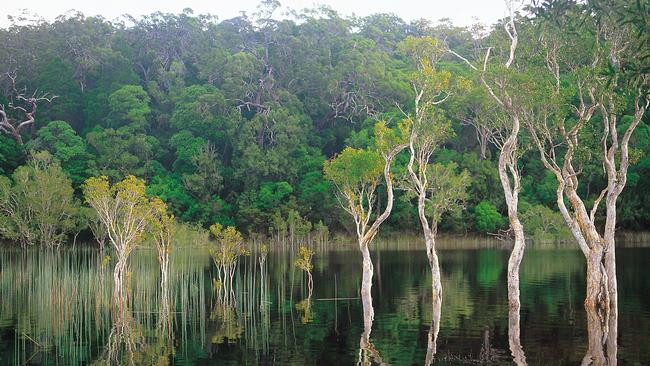 HIDDEN JEWEL: Poona Lake in the Great Sandy National Forest.