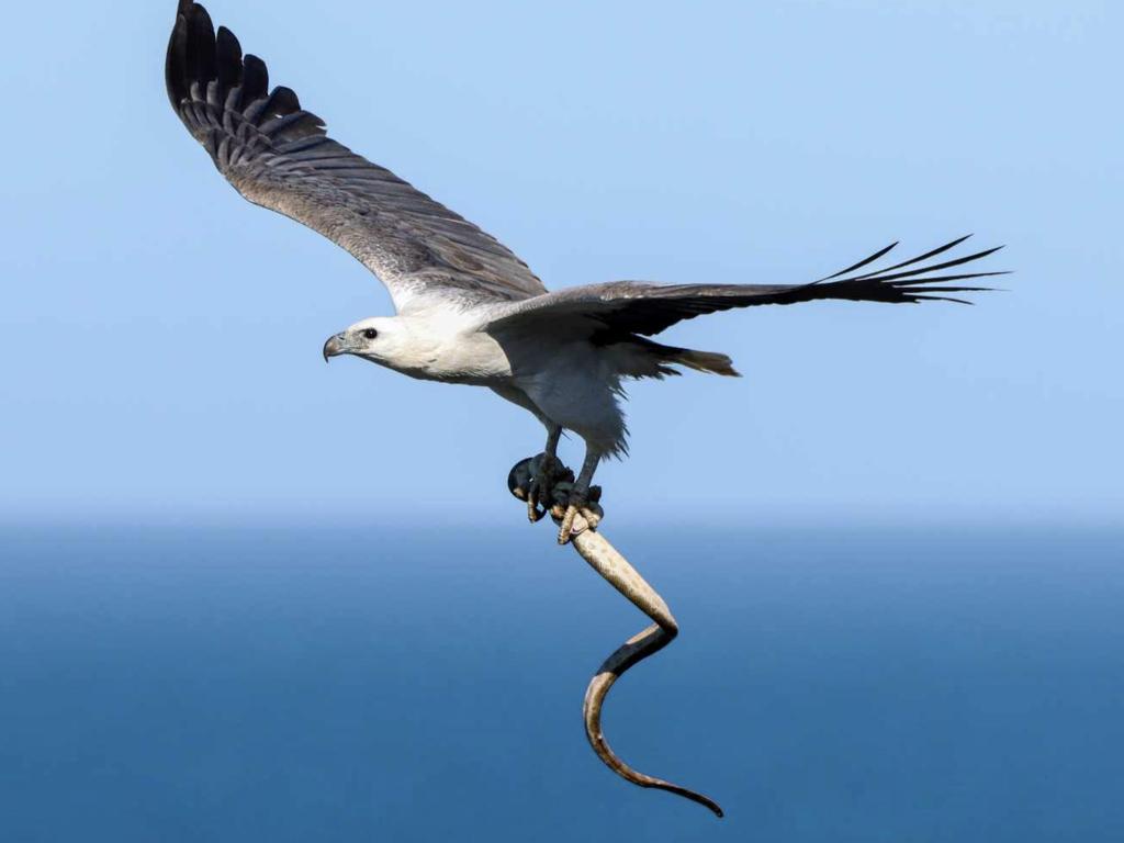 White-bellied sea eagle captures a huge sea snake. Picture - Sunshine Coast photographer Glen Vidler.