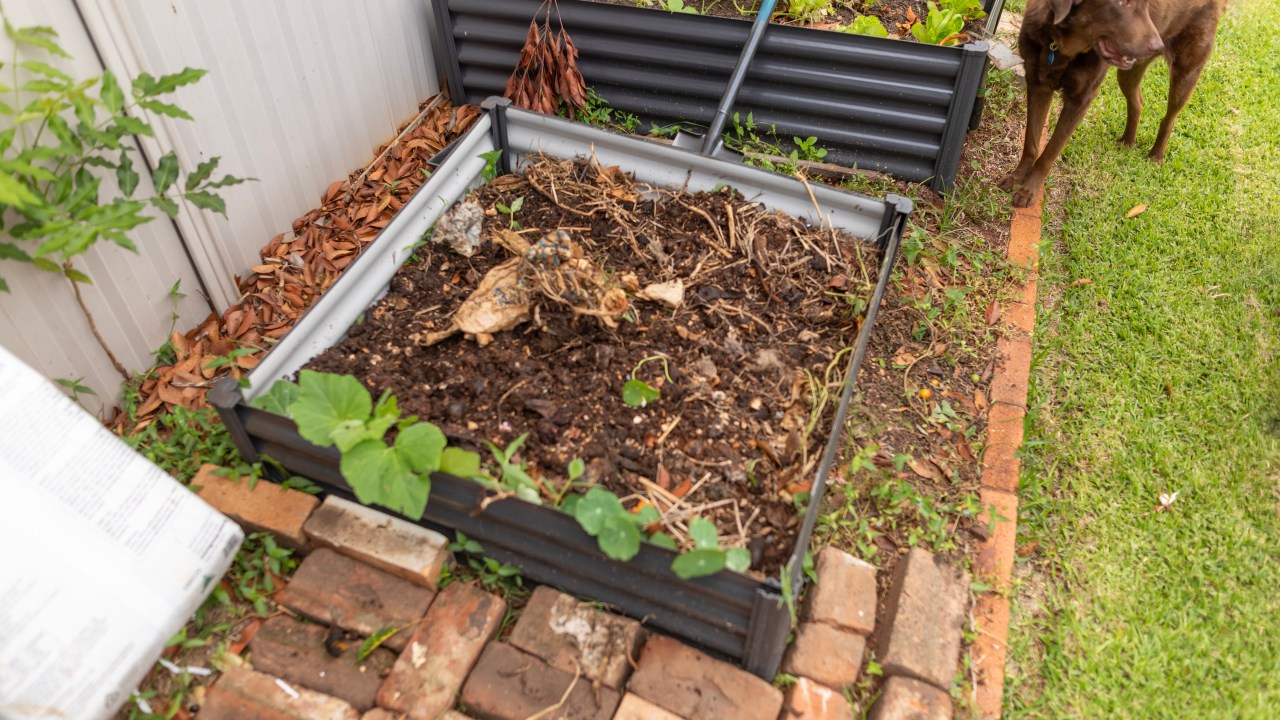 Warning Issued: Deadly Mushrooms Found in Victorian Home Gardens Due to Unseasonable Weather