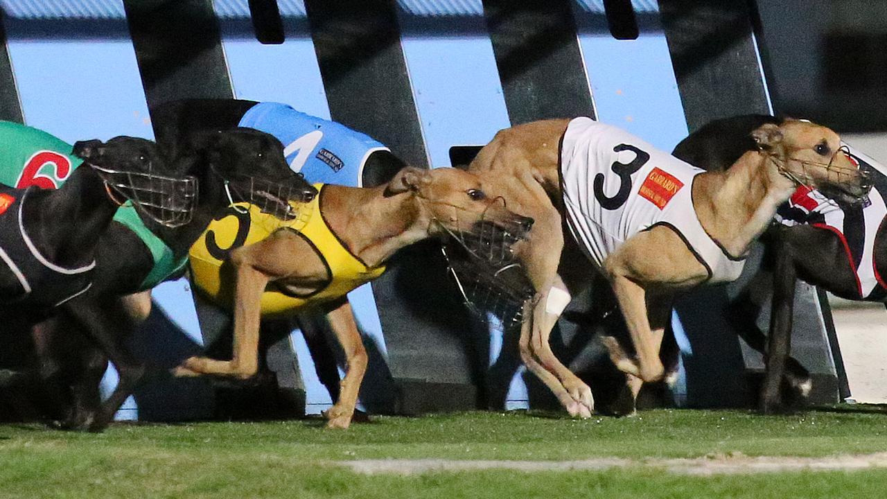 Racing Queensland to trial live streaming of non-TAB greyhound meetings ...