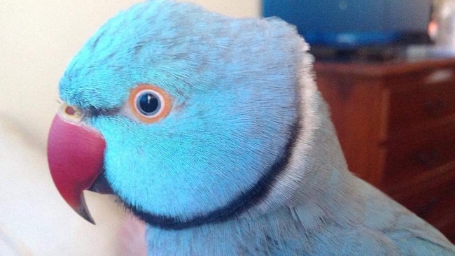 Petey, a 10-year-old light blue ringneck, has been missing from Bracken Ridge since April 12.