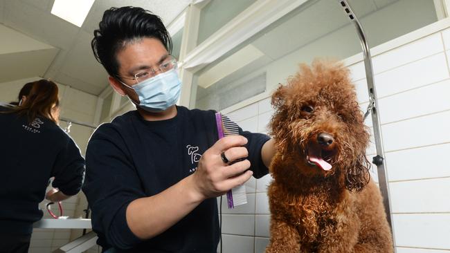 Anges Pet Salon in Box Hill is one of the properties that may be acquired to make way for the Suburban Rail Loop. Picture: Andrew Henshaw