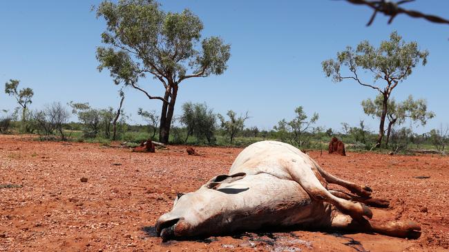 Thousands of heads of cattle have been lost in the wake of disastrous floods. Picture: Nigel Hallett