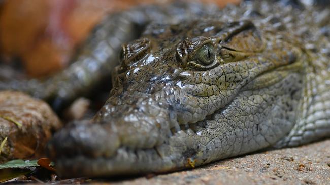 A freshwater crocodile was among the 40 animals seized from the property.