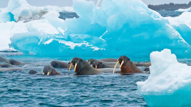 Walrus in the Arctic.