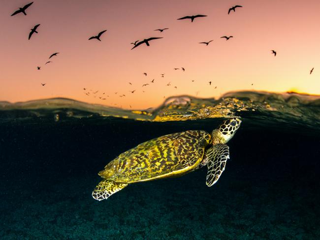 Mr Robins spent a week capturing the beauty of the Great Barrier Reef. Picture: Jordan Robins