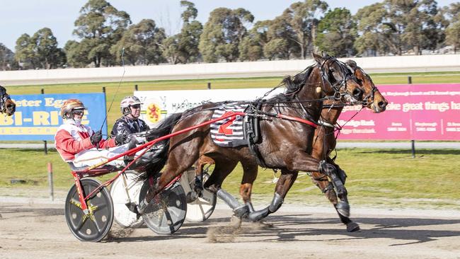 The Gary Donaldson-trained Zarski is one of driver James Herbertson’s best winning chances at Saturday’s Vicbred finals. Picture: Stuart McCormick