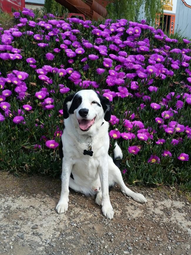 Ned is a 10 year old Border Collie X Begal from Warracknabeal who has been through two rounds of chemotherapy for Lymphoma Cancer and has come out the other end stronger than ever. Picture: Greg Nicholson