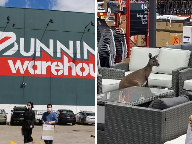 A kangaroo was spotted inside a WA Bunnings. Picture: Supplied