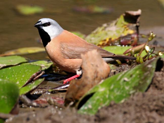 The Black-throated Finch.