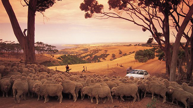 Sheep on Kangaroo Island