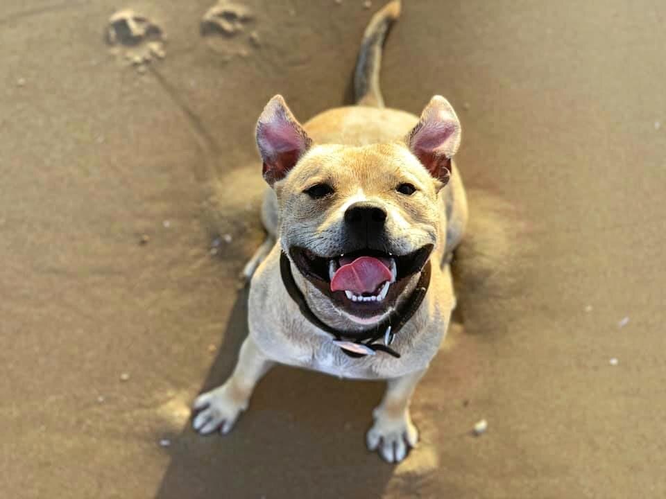 PHOTOS: 50 of Mackay’s cutest dogs | The Courier Mail