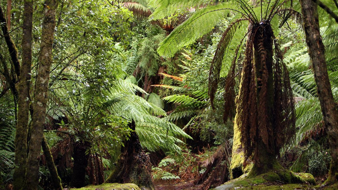 Tasmanian forest protests: Working against best climate research | The ...