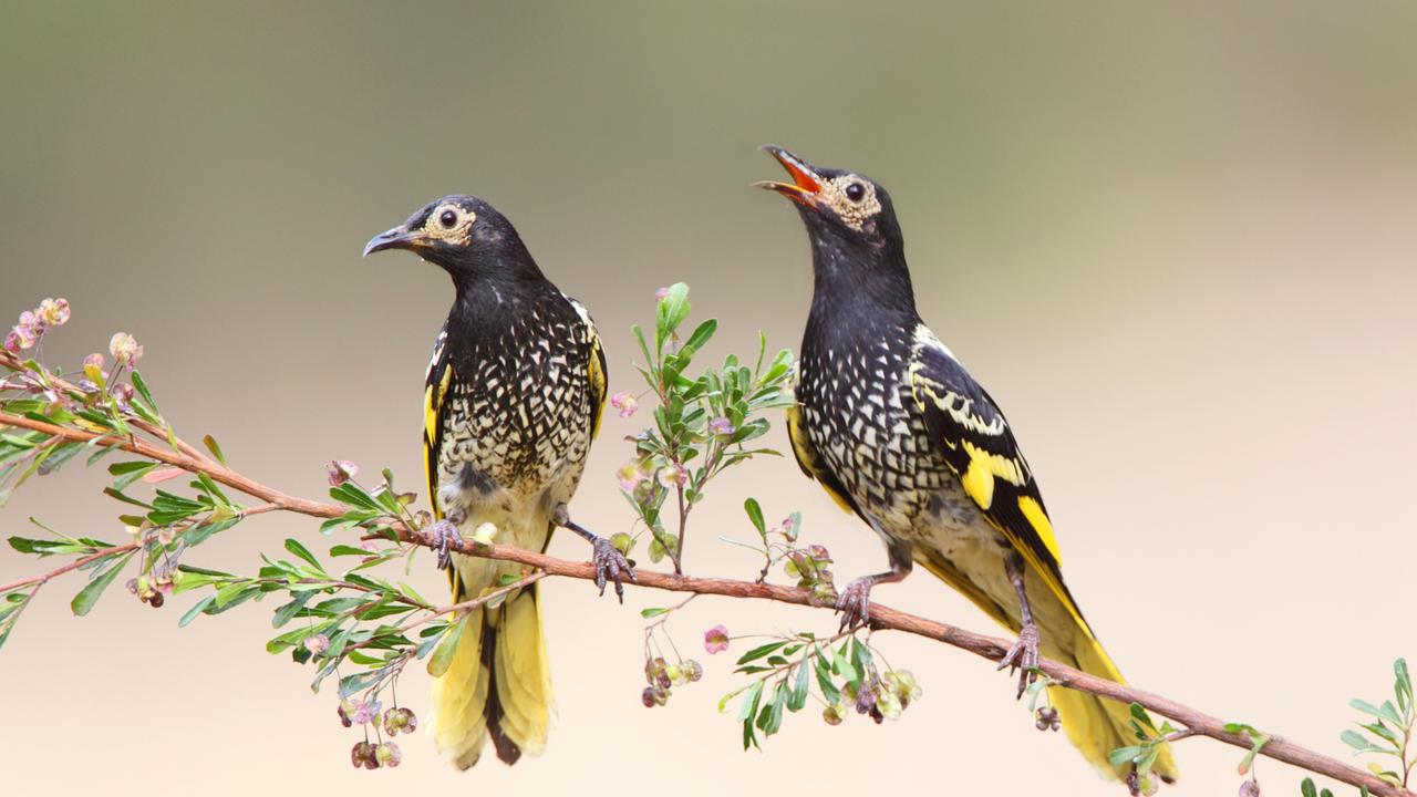 one-of-australia-s-rarest-birds-found-in-brisbane-the-courier-mail