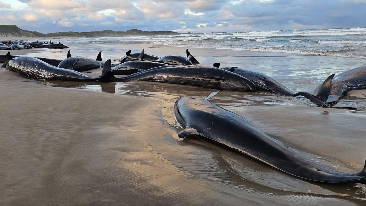 Local resident Jocelyn Flint has been on the beach since 6am on Wednesday with the stranded whales. Picture: Jocelyn Flint