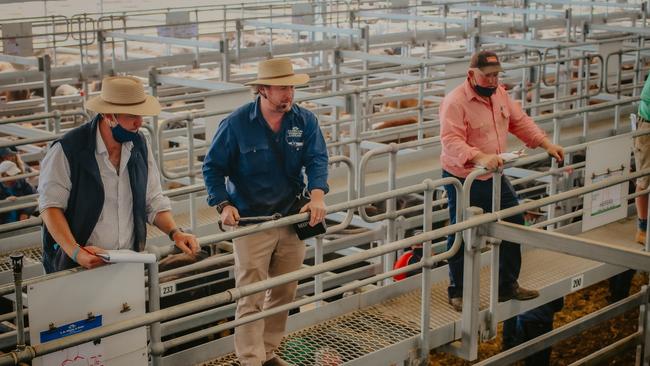 Agents take bids on cattle during a store sale at Ballarat. Picture: Madeleine Stuchbery