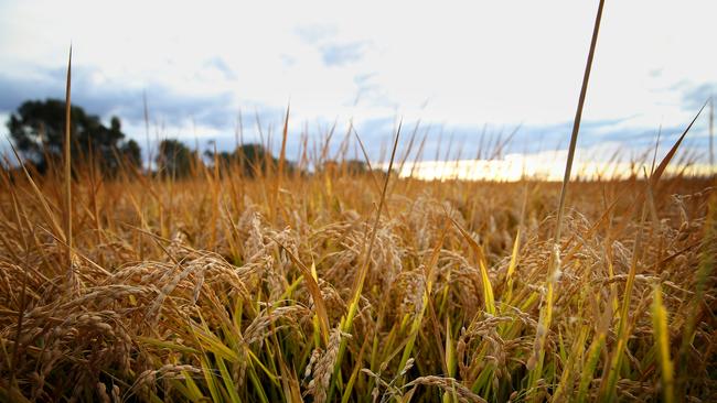 Rice harvest in off and running in the riverina. Michael Chalmers will push through the dark on his Niemur, NSW farm to harvest his rice cropPicture: ANDY ROGERS