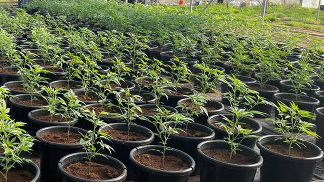 Police allege they found over 1,200 cannabis plants in Douglas Park. Picture: NSW Police